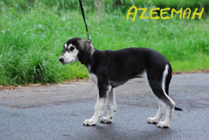 azeemah